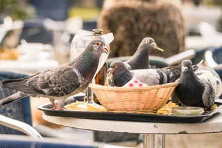 Tauben sitzen auf einem Terrassentisch im Außenbereich