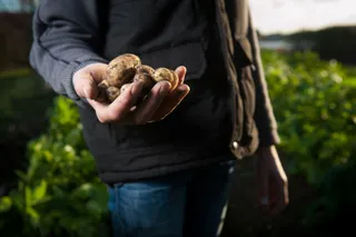 Mann mit Kartoffeln in der Hand